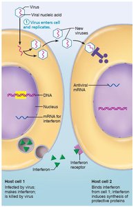 Interferon mechanism against viruses