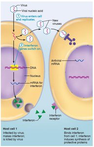 Interferon genes switch on