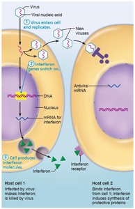 Cell produces interferon molecules
