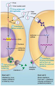 Interferon binding stimulates cell to turn on genes for antiviral proteins