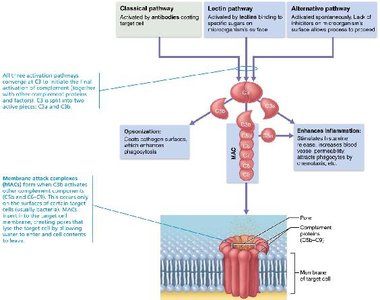 Complement activation