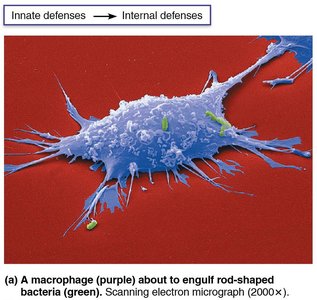 A macrophage about to engulf rod-shaped bacteria