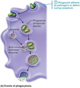 Phagocyte adheres to pathogens or debris