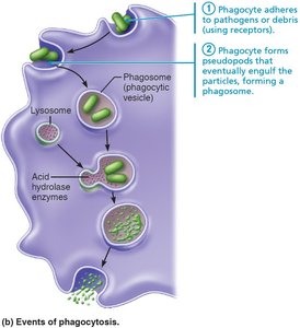 Phagocyte forms pseudopods to engulf particles