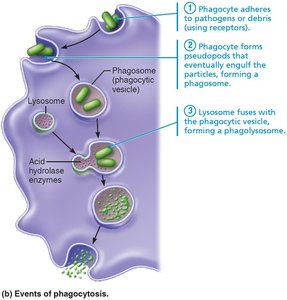 Lysosome fuses with phagocytic vesicle