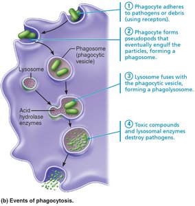 Toxic compounds and lysosomal enzymes destroy pathogens