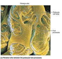 Filtration membrane structure