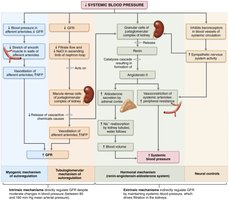 Regulation of glomerular filtration rate (GFR) in the kidneys