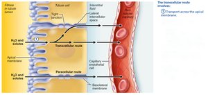 Tubular reabsorption occurs by transcellular and paracellular routes