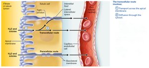 Tubular reabsorption occurs by transcellular and paracellular routes