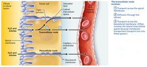 Tubular reabsorption occurs by transcellular and paracellular routes