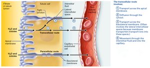Tubular reabsorption occurs by transcellular and paracellular routes