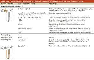 Reabsorption capabilities of different segments of the renal tubules and collecting ducts