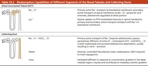 Reabsorption capabilities of different segments of the renal tubules and collecting ducts