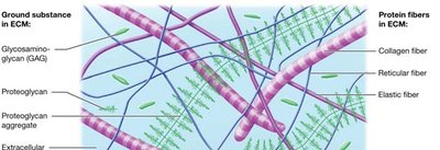 Diagram of ECM showing ground substance and protein fibers