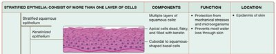 Table summarizing stratified epithelial tissue types