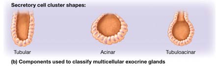 Secretory cell cluster shapes