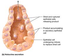 Holocrine secretion