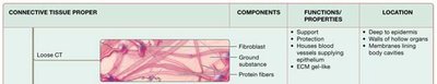 Summary of connective tissue types