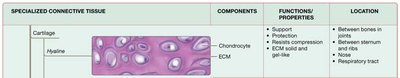 Summary of specialized connective tissue types