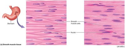 Smooth muscle tissue structure