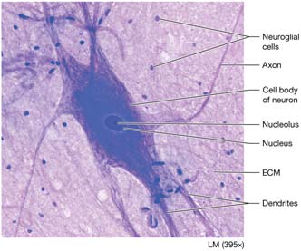 Structure of nervous tissue