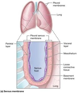 Serous membrane structure
