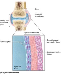 Synovial membrane structure