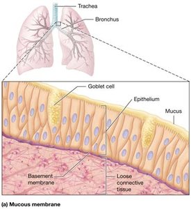Mucous membrane structure