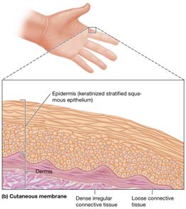 Cutaneous membrane structure