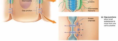 Detailed structure of cell junctions