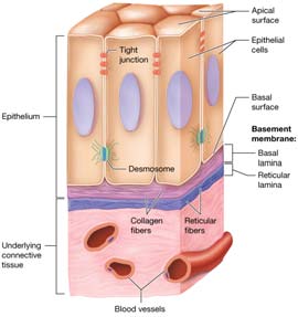Diagram of epithelial tissue and basement membrane
