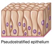 Pseudostratified epithelium