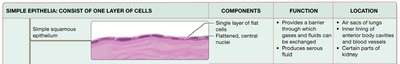 Table summarizing simple epithelial tissue types