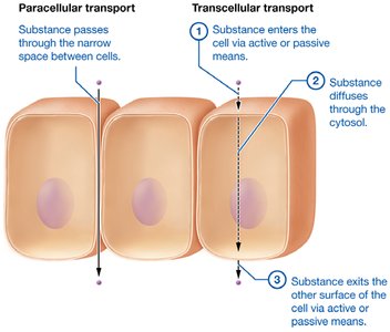 Diagram of paracellular and transcellular transport
