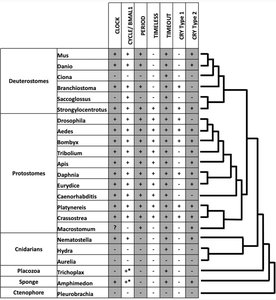 Phylogenetic table of circadian clock gene conservation across animal taxa