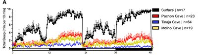 Bar graph showing sleep bout duration in surface and cavefish