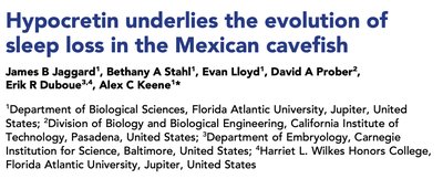 Immunohistochemistry showing HCRT expression in surface and cavefish brains