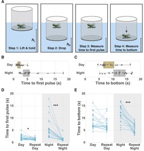 Experimental design and results showing sleep-like behavior in Cassiopea jellyfish