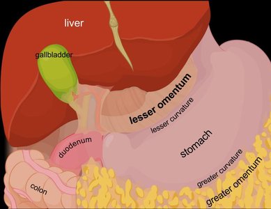 Liver, gallbladder, and stomach anatomy with omenta