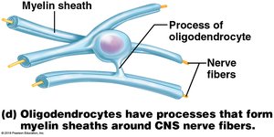 Oligodendrocyte structure and function