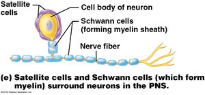 Satellite and Schwann cells in the PNS