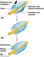 Myelinated neuron structure and nodes of Ranvier