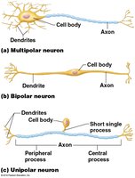Multipolar, bipolar, and unipolar neuron diagrams