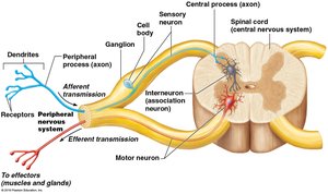 Functional classification of neurons diagram