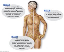 Diagram of nervous system functions and communication