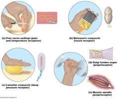 Types of sensory receptors