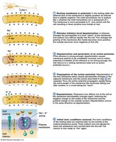 Depolarization and hyperpolarization graphs