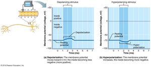 Action potential and refractory periods