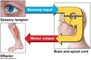Sensory input, integration, and motor output diagram